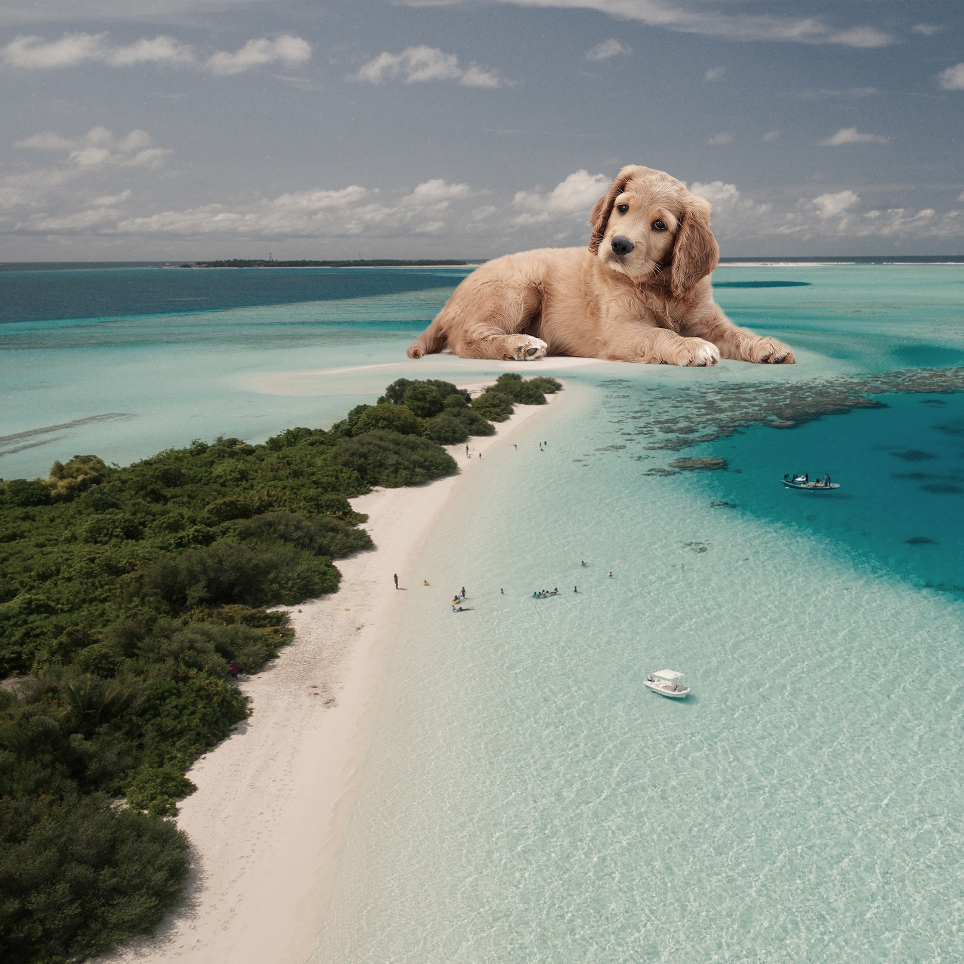 Puppy Island - Andrei Stan